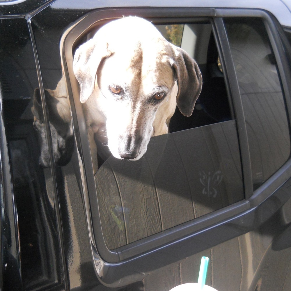 Meet your Posher, Sadie